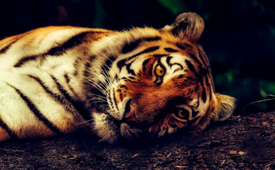 Moc ráda chodím do zoo.